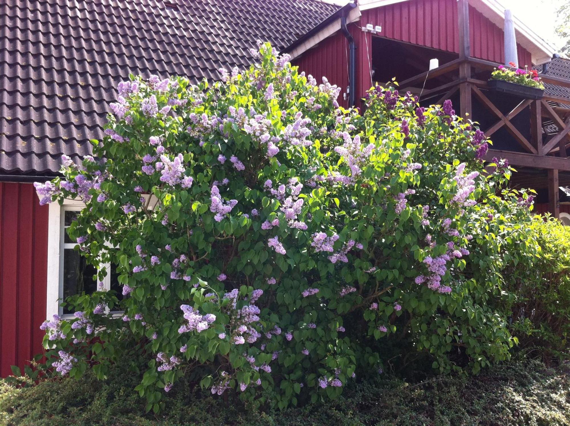Mattisgarden Bed & Breakfast Ostra Ljungby Bagian luar foto